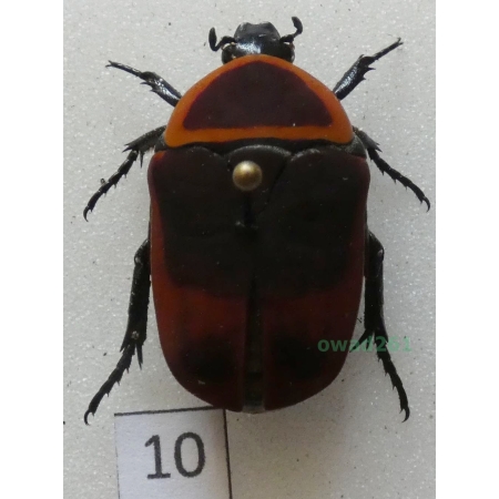 Pachnoda marginata peregrina Kolbe, 1906 ex. ovo Czad10
